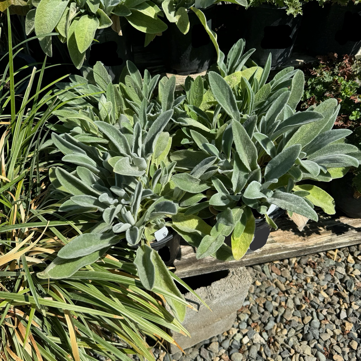 Lamb's Ear