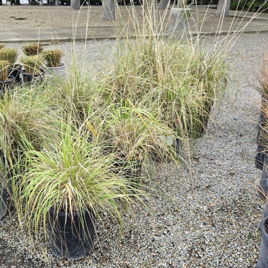 Deer Grass