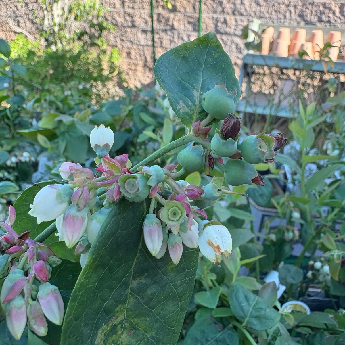 Sharpblue Shouthern Highbush Blueberry 