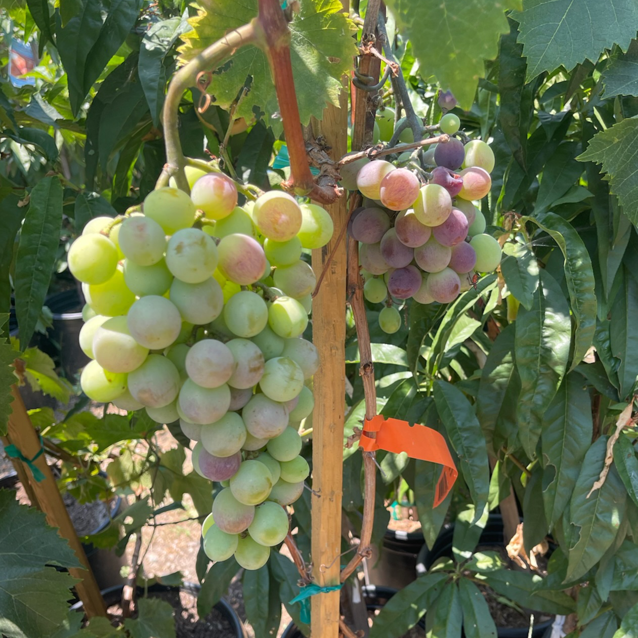 Kyho Grape