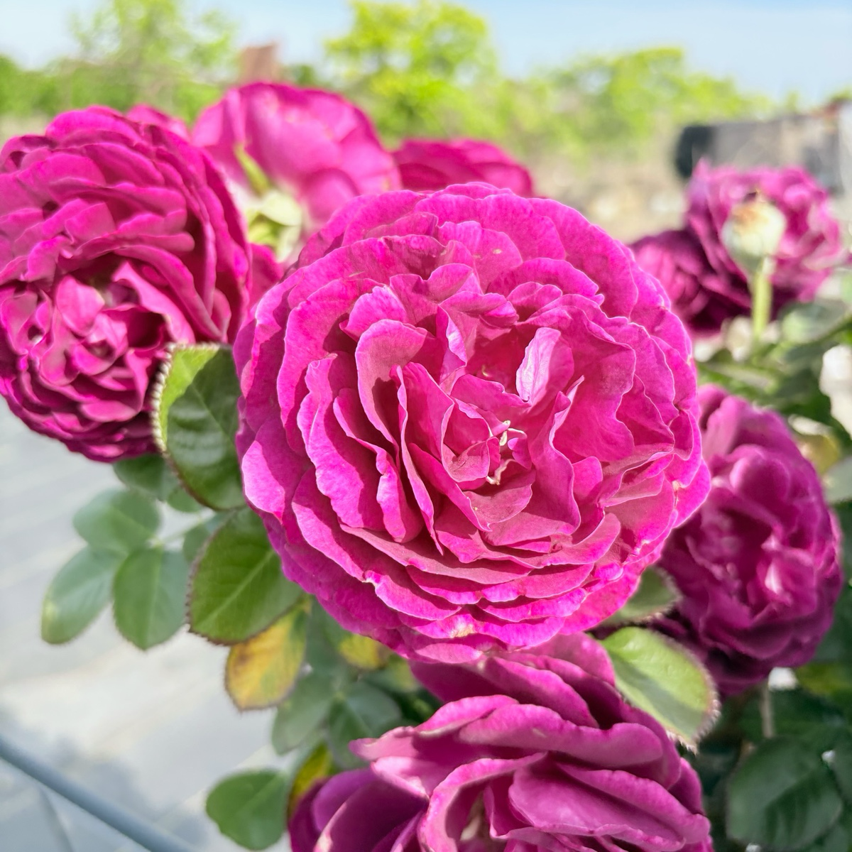 Twilight Zone Rose