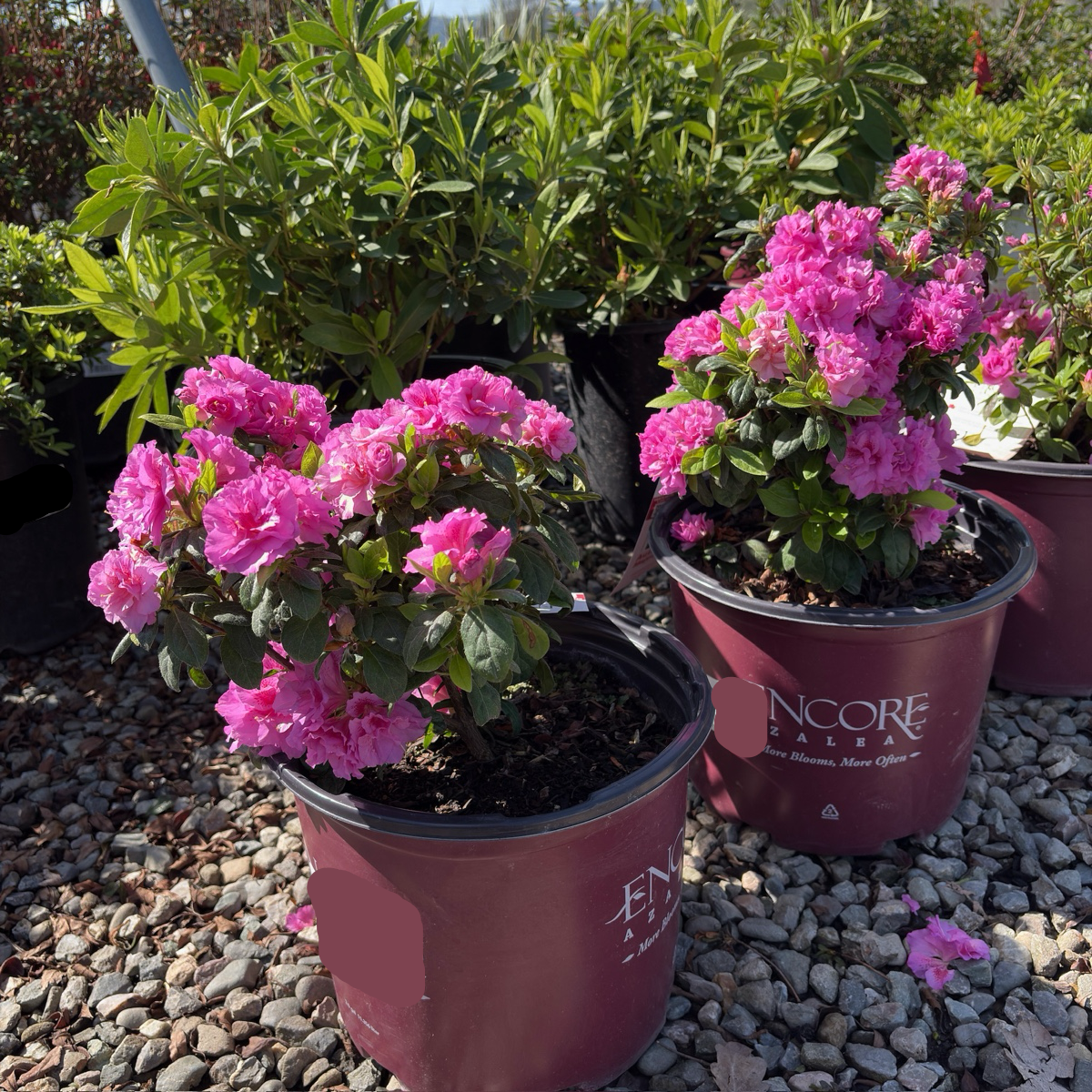 Autumn Majesty Ember® Azalea  