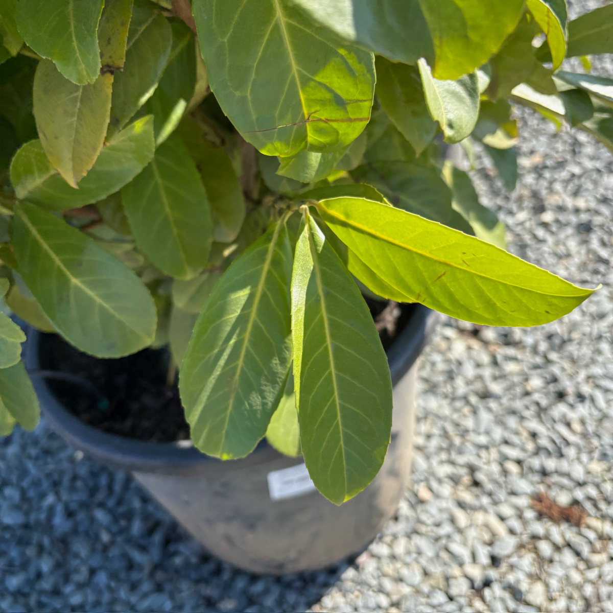 English Laurel