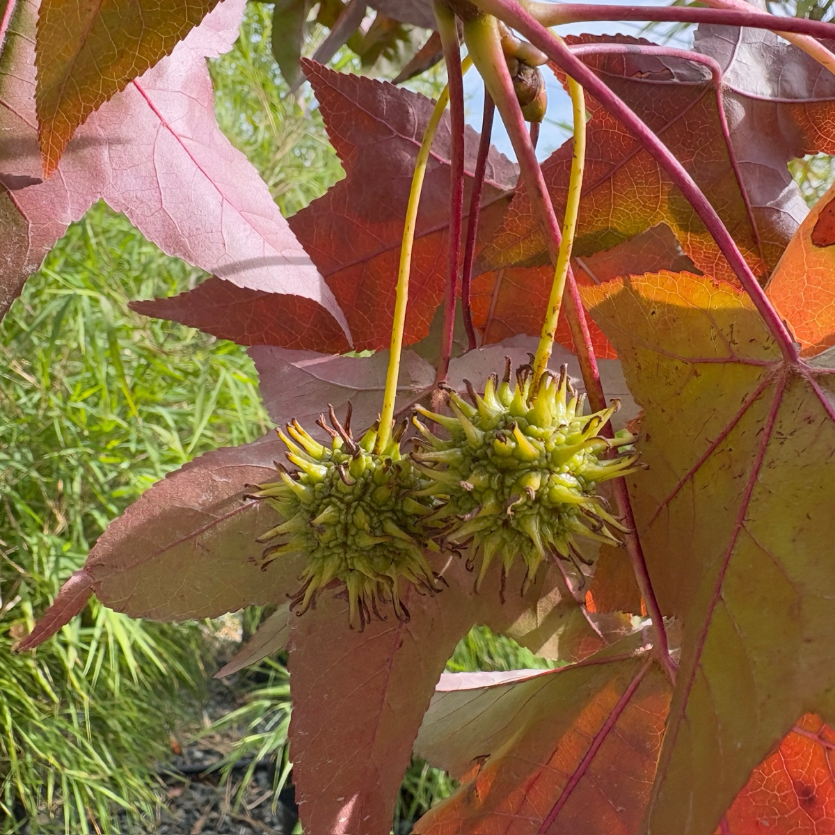 Liquidambar formosana