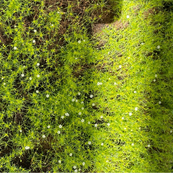 Scotch Moss