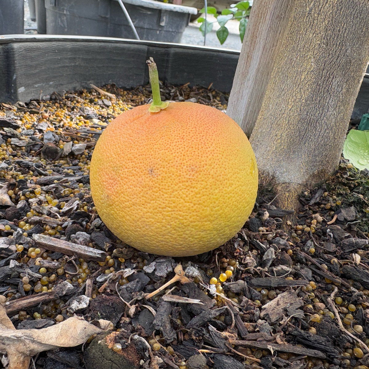 Rio Red Grapefruit
