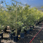 Seiryu Lace Japanese Maple