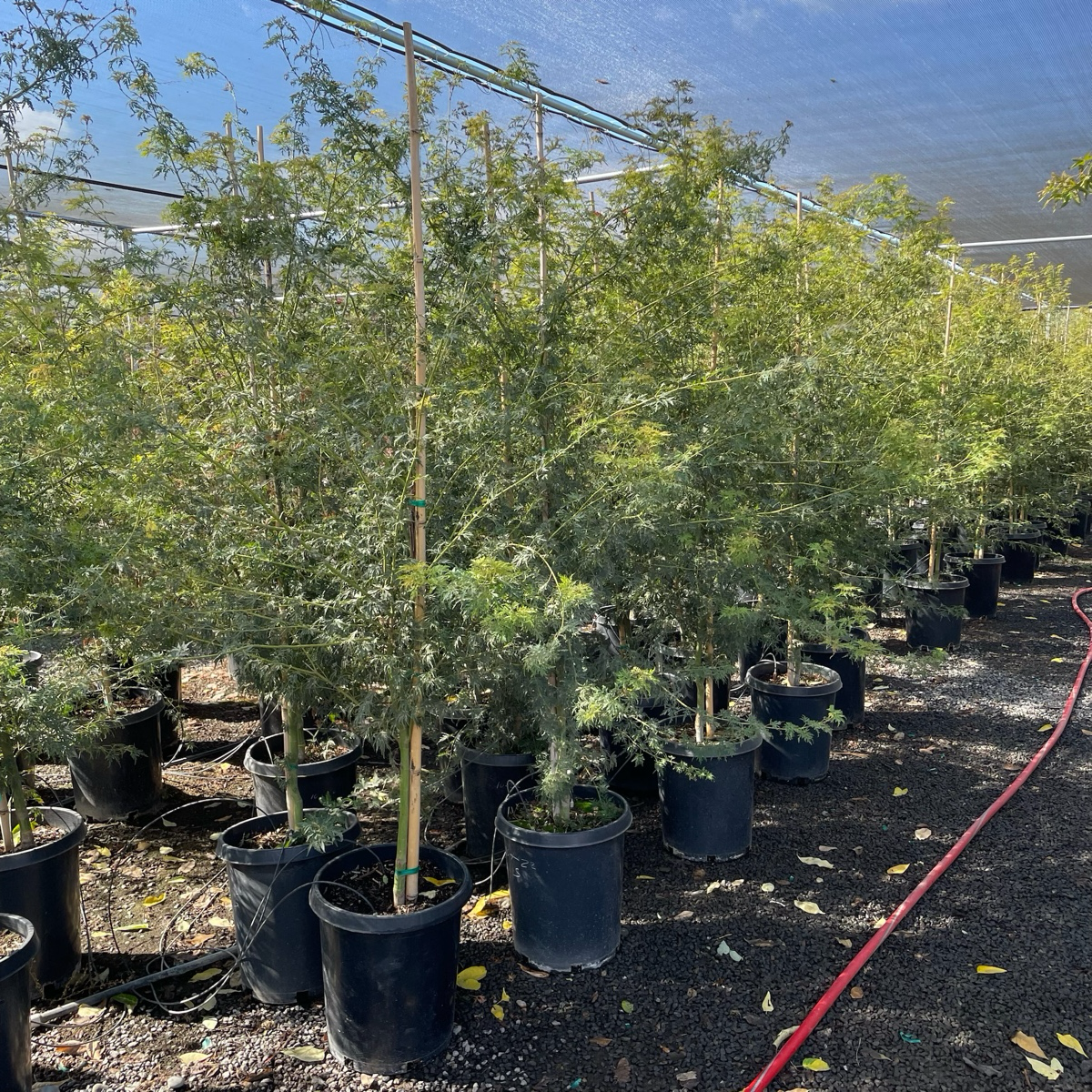 Seiryu Lace Japanese Maple