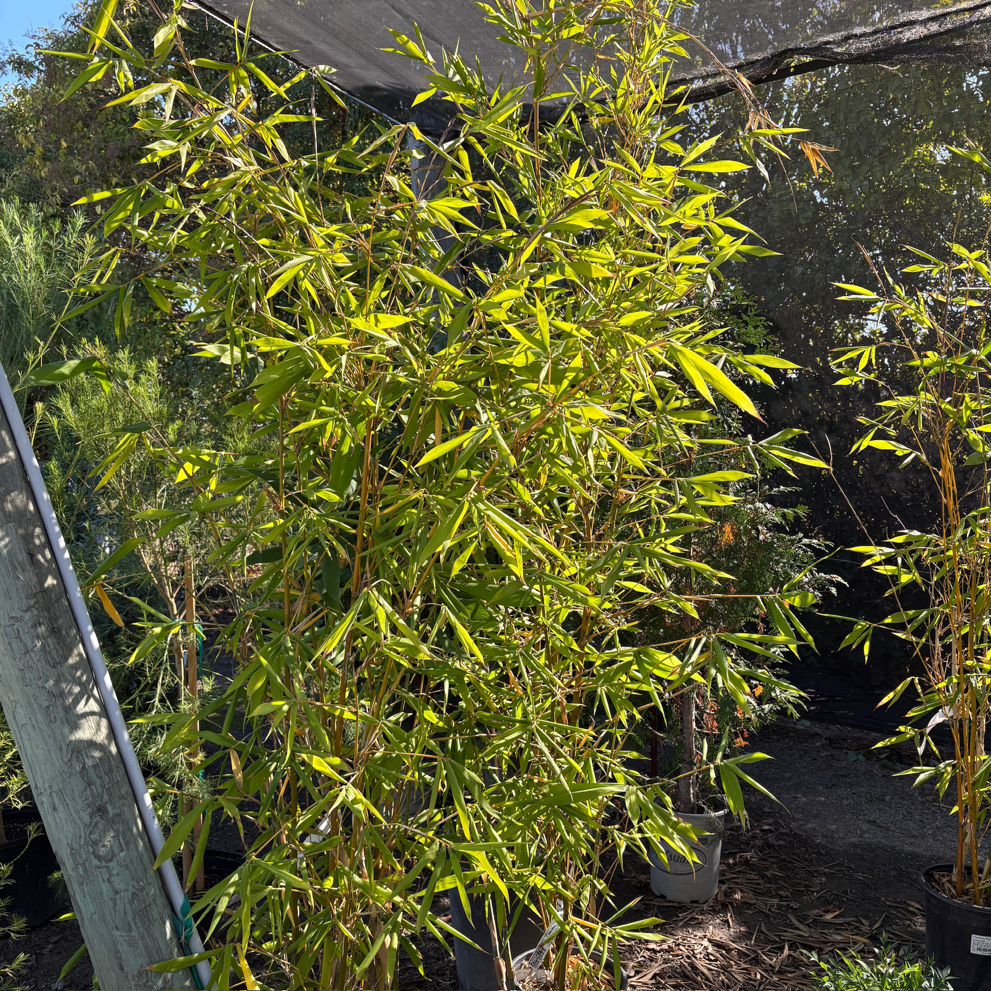Giant Timber Bamboo
