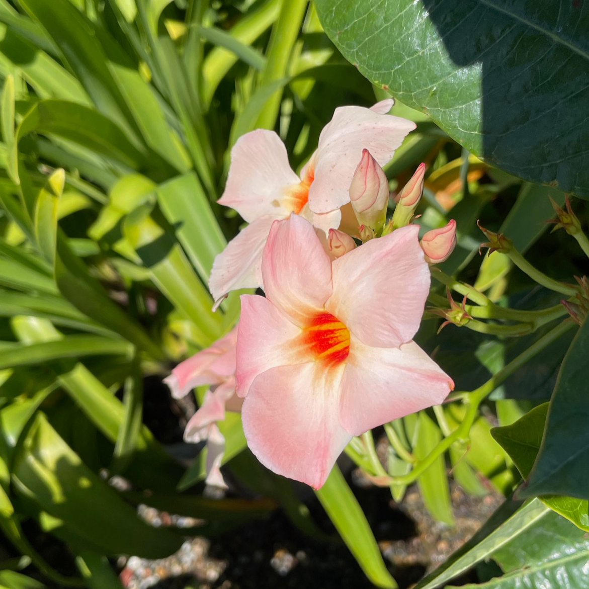 Giant Peach Sunrise Mandevilla  【Sun Parasol®】