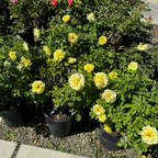 丰花月季-阳光精灵