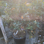 丰花月季-永恒琥珀