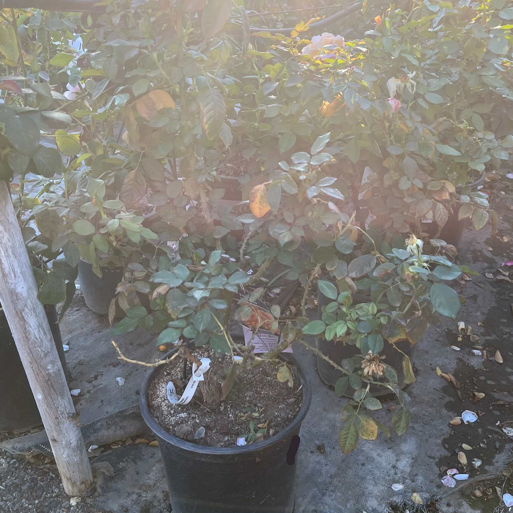 丰花月季-永恒琥珀