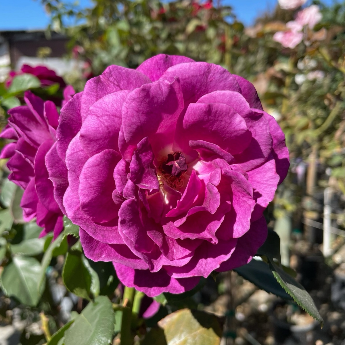 Ebb Tide™ Rose