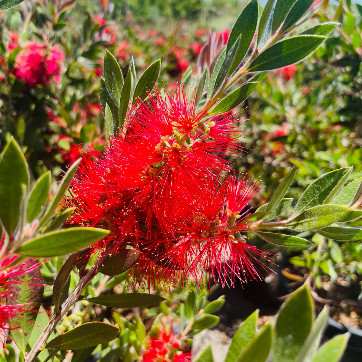 Bottlebrush Patio、Lemon Bottlebrush
