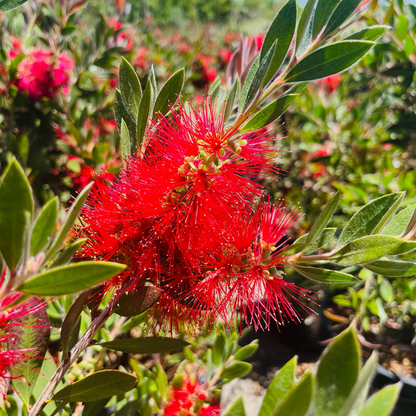 Bottlebrush Patio、Lemon Bottlebrush