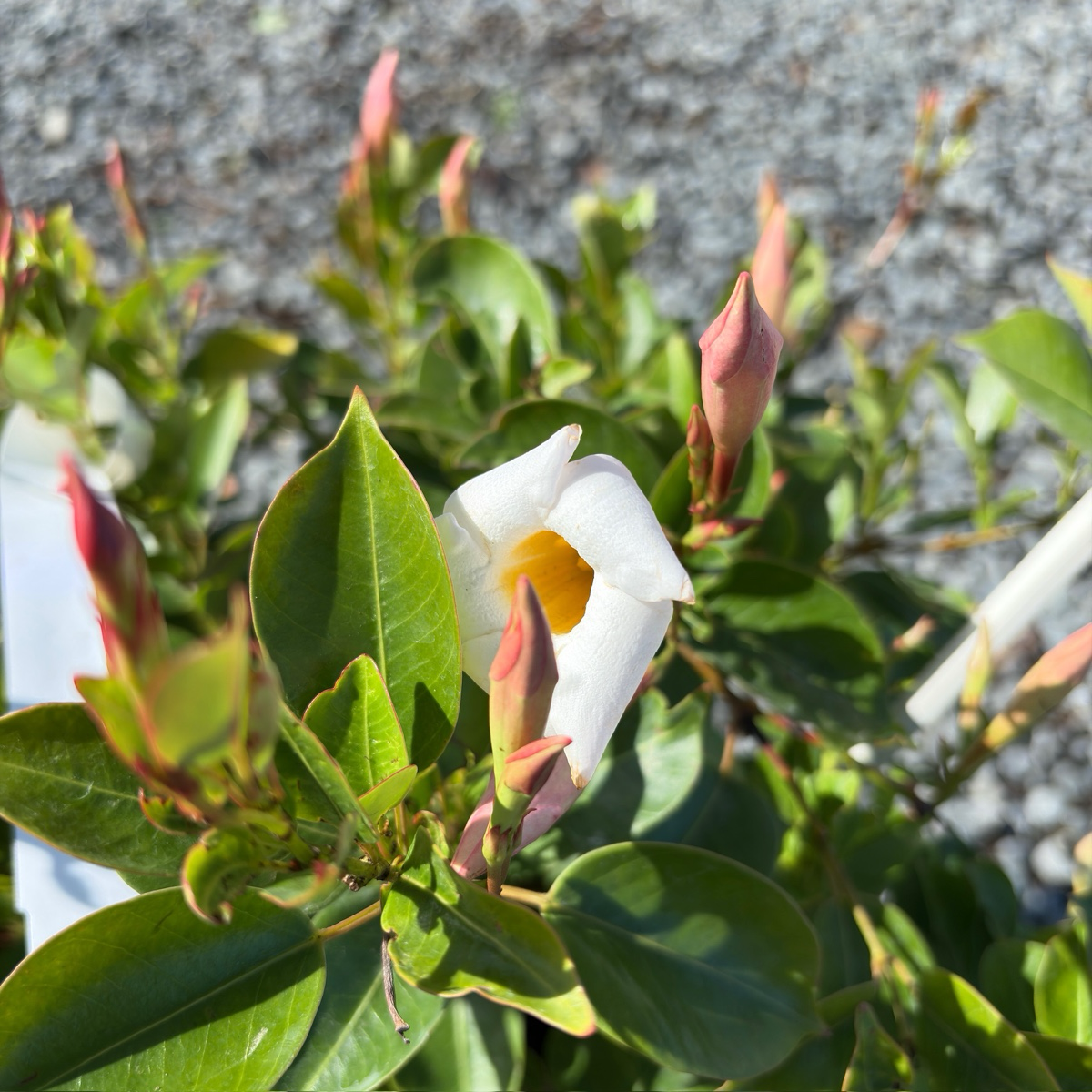 (Garden/Giant ) White 【Sun Parasol®】 Mandevilla