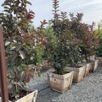 Malaysian Red Guava