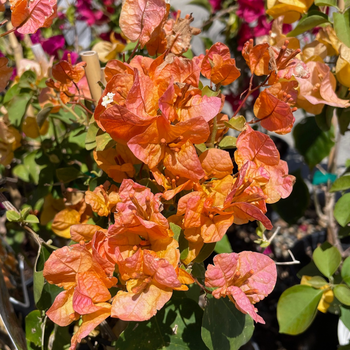 農金 梅花 楽天市場】マンサク 黄花 キンロバイ（金縷梅） 6号 プラ鉢植え