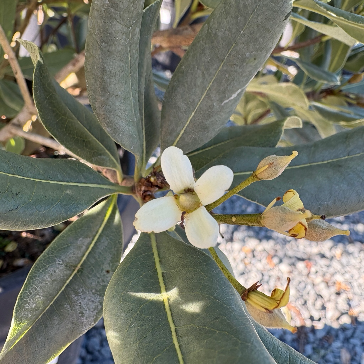 Variegated Japanese Mock Orange
