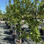 Satsuma Japanese Plum