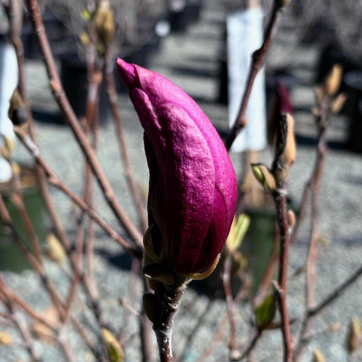 Susan Magnolia 
