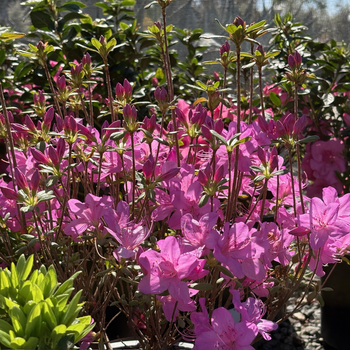 Azalea ’Sherwood Orchid‘