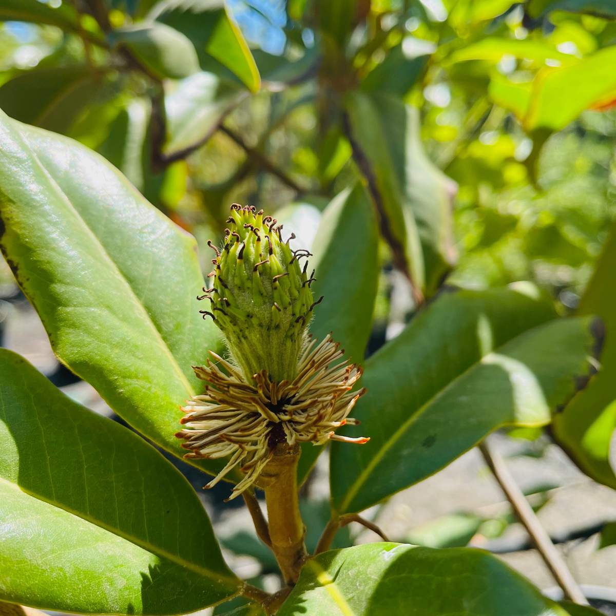 Magnolia grandiflora-Lotus Magnolia