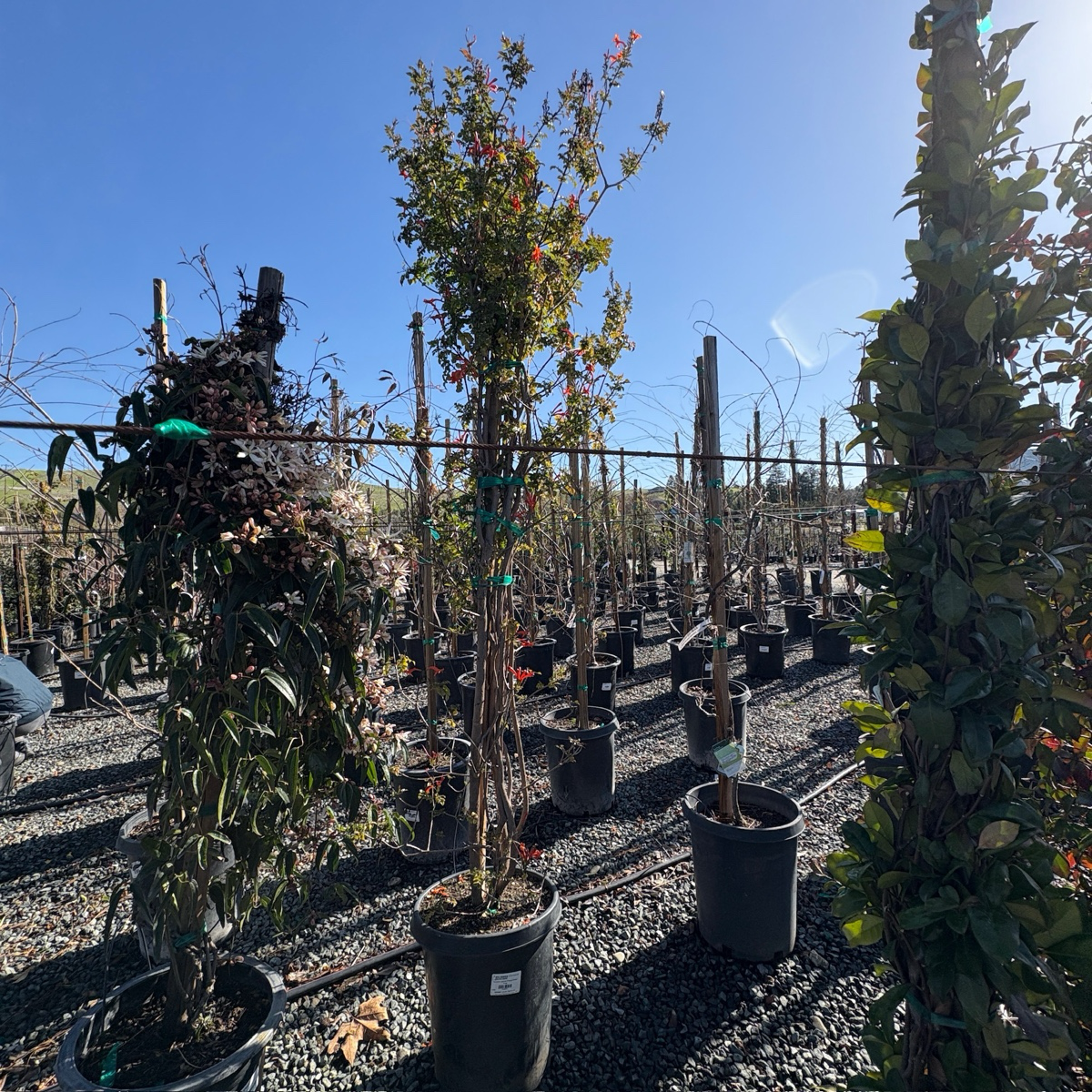 Cape Honeysuckle