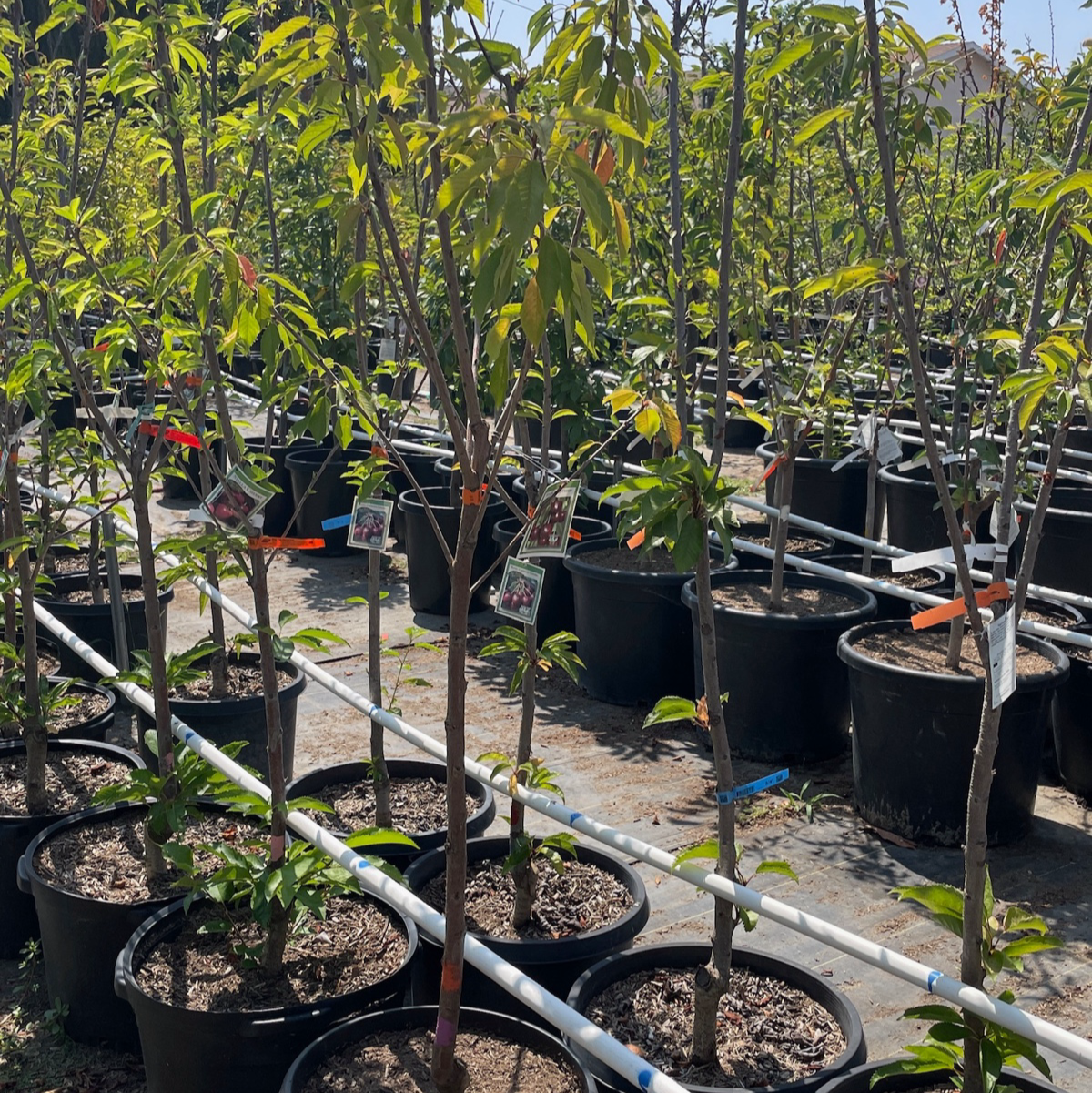 Cherry Trees - Southern California Fruiting Cherries