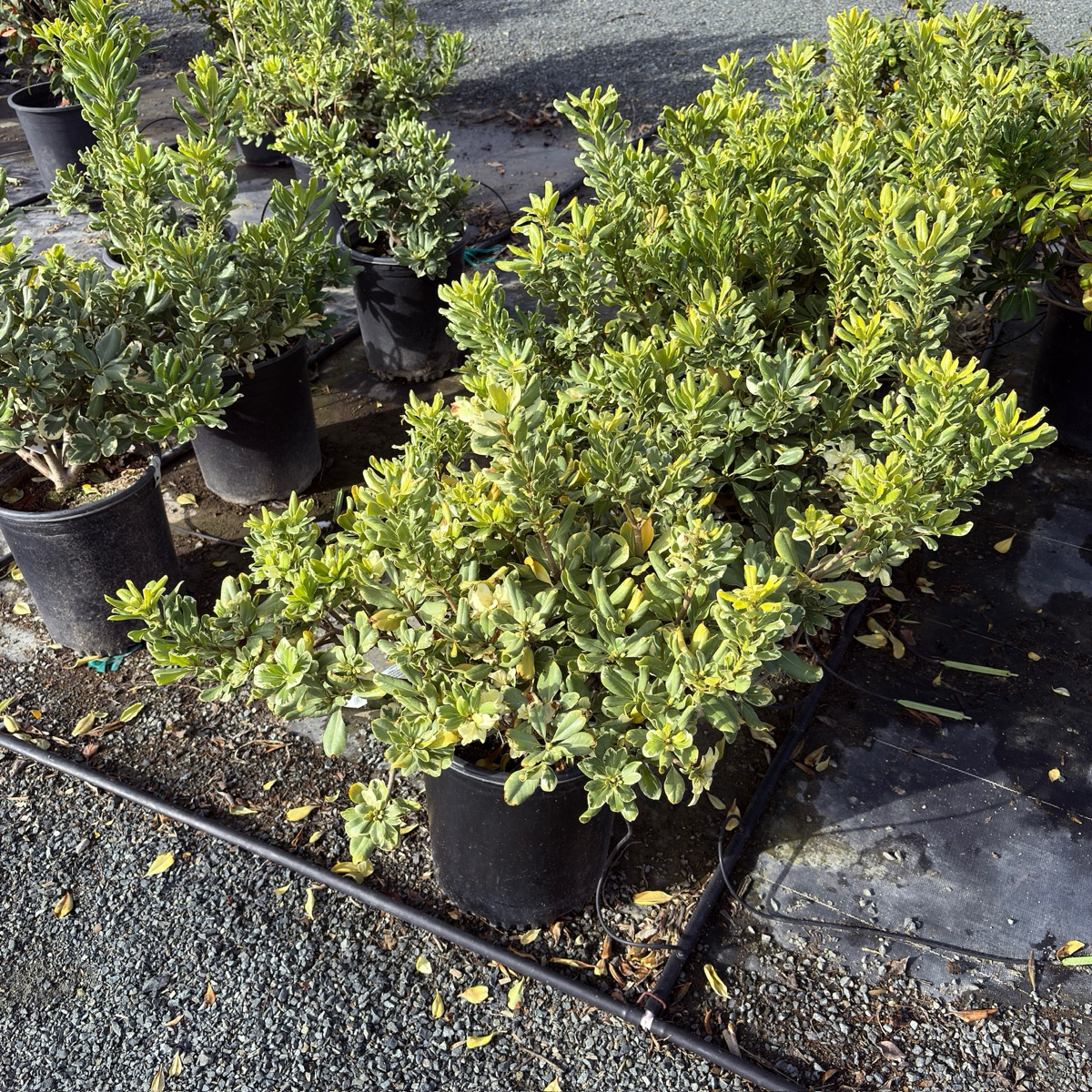 Variegated Japanese Mock Orange