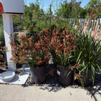 袋鼠爪-丛林游侠