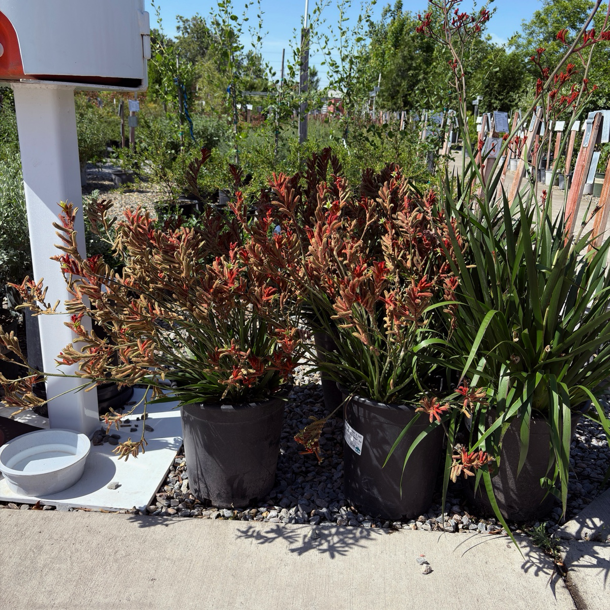 袋鼠爪-丛林游侠