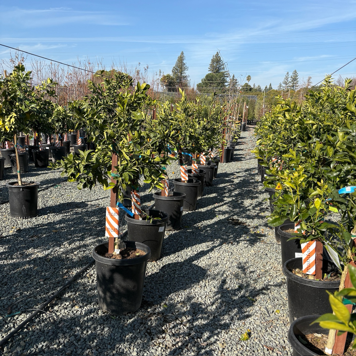 Citrus Trees - Satsuma Mandarin