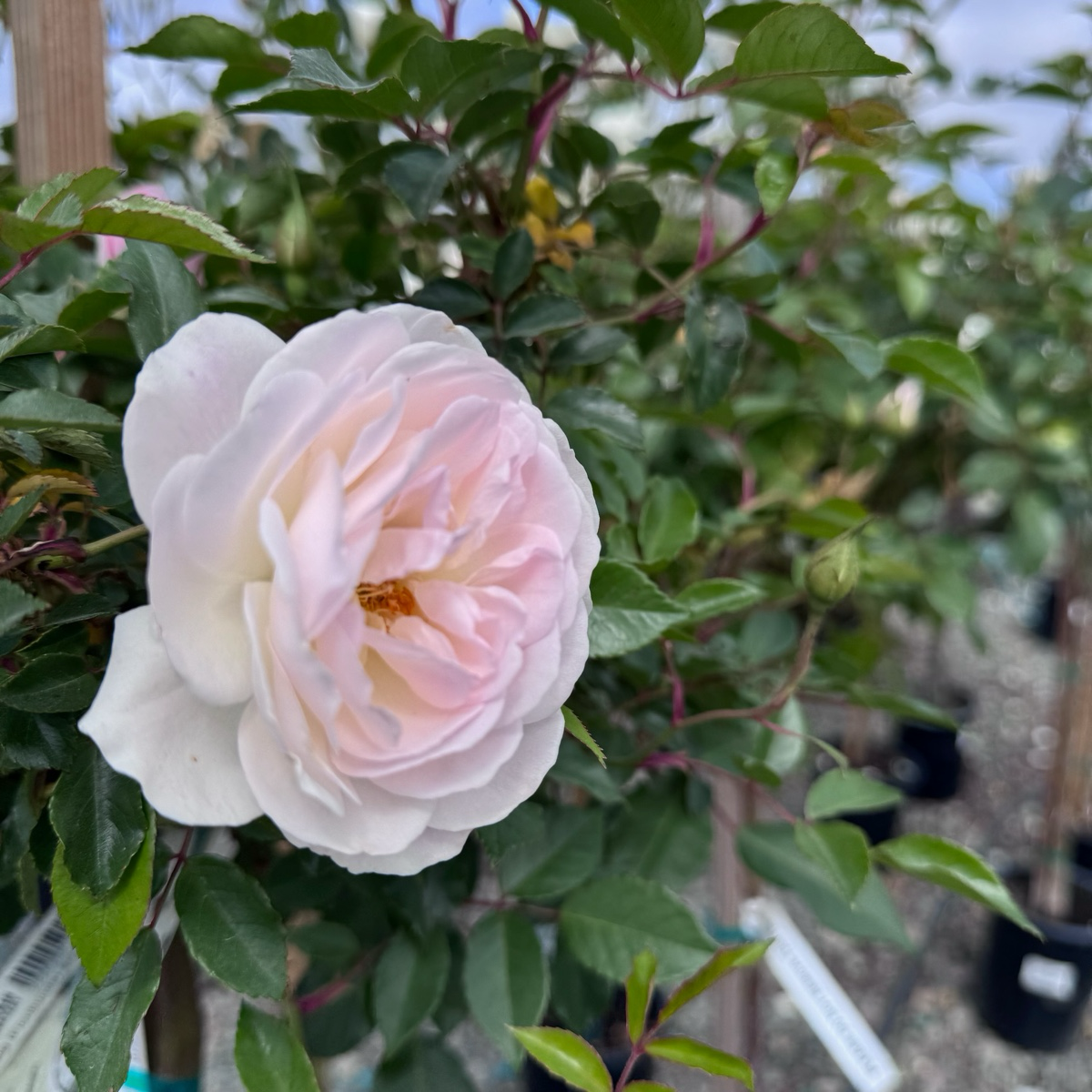 Iceberg Floribunda Rose