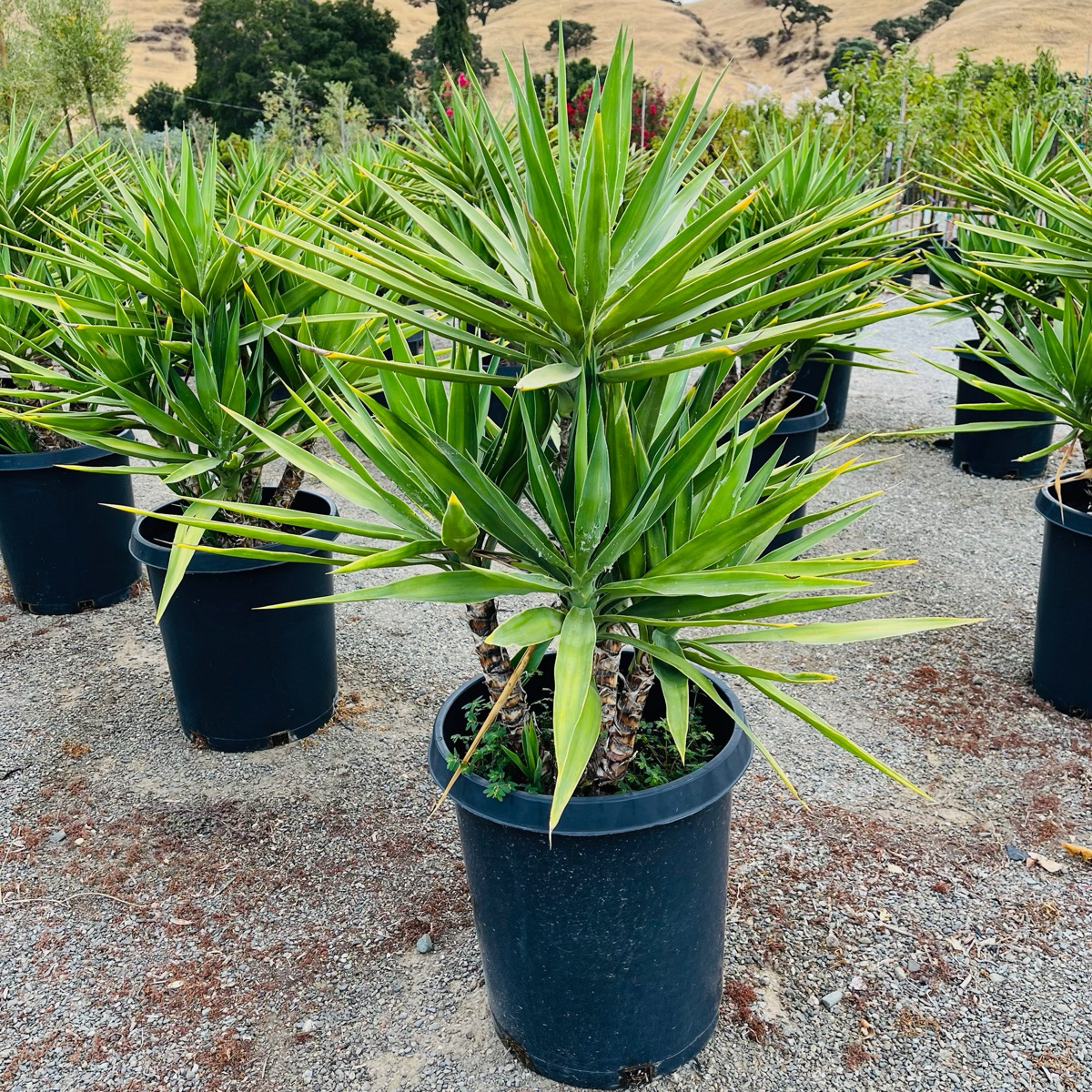 Yucca Tree - Pteris fasciata