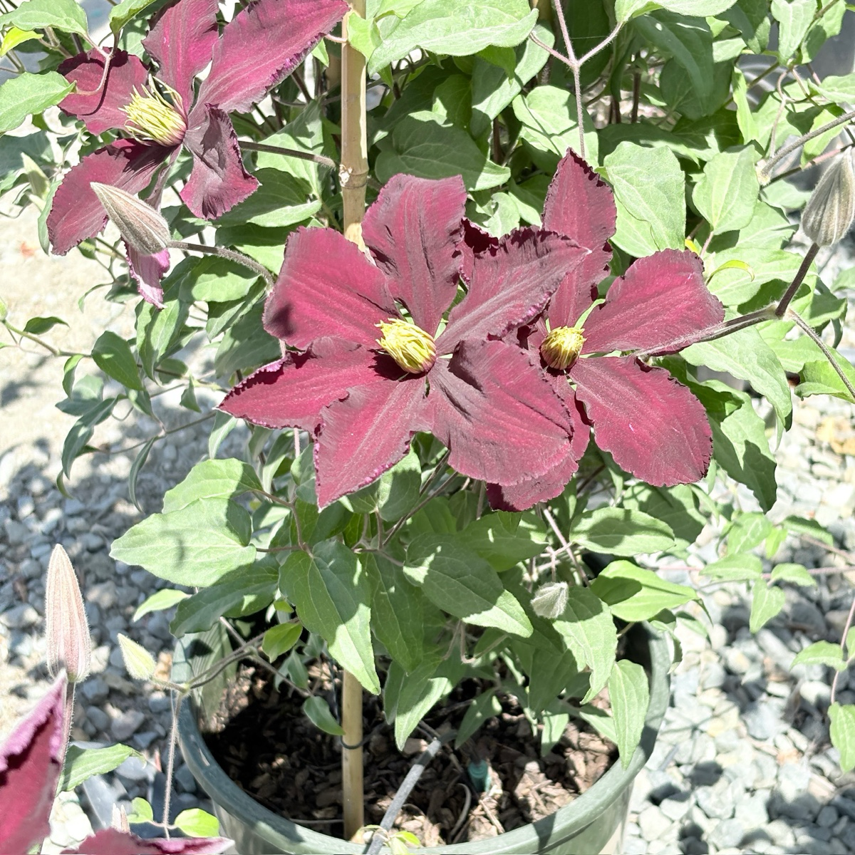 Nionbe Clematis