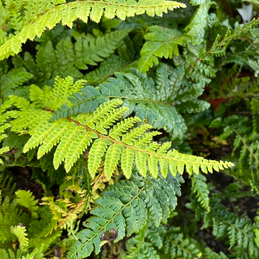 Japanese Tassel Fern