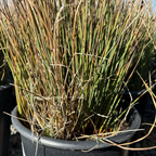 Carman's Gray Spreading Rush