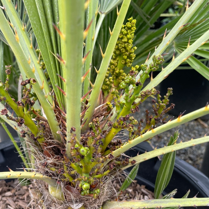 Fan Palm
