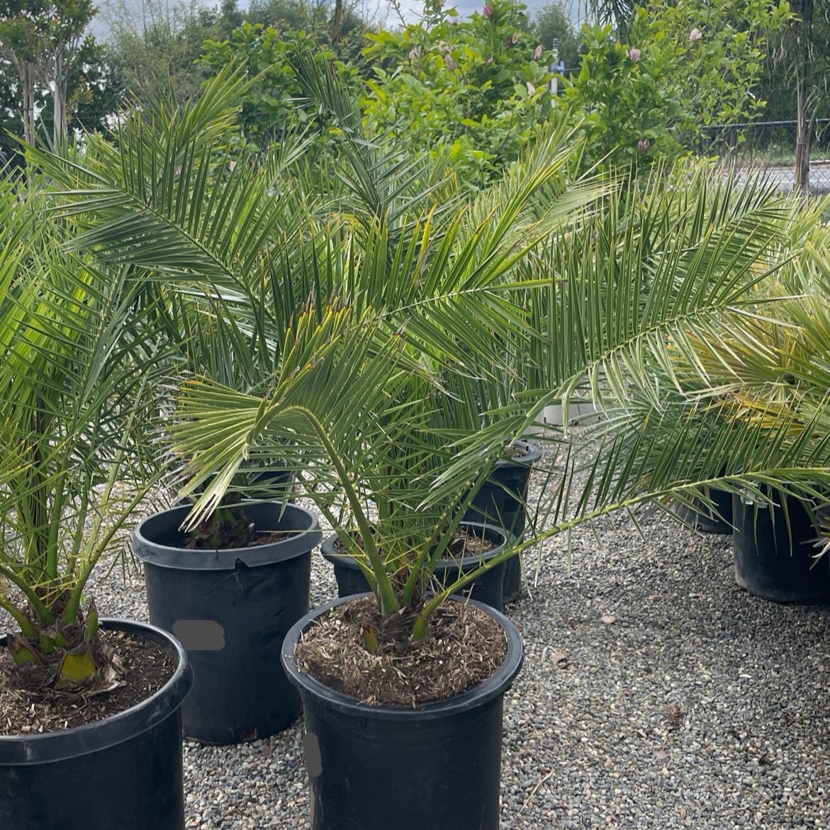 Palm Trees - Date Palms