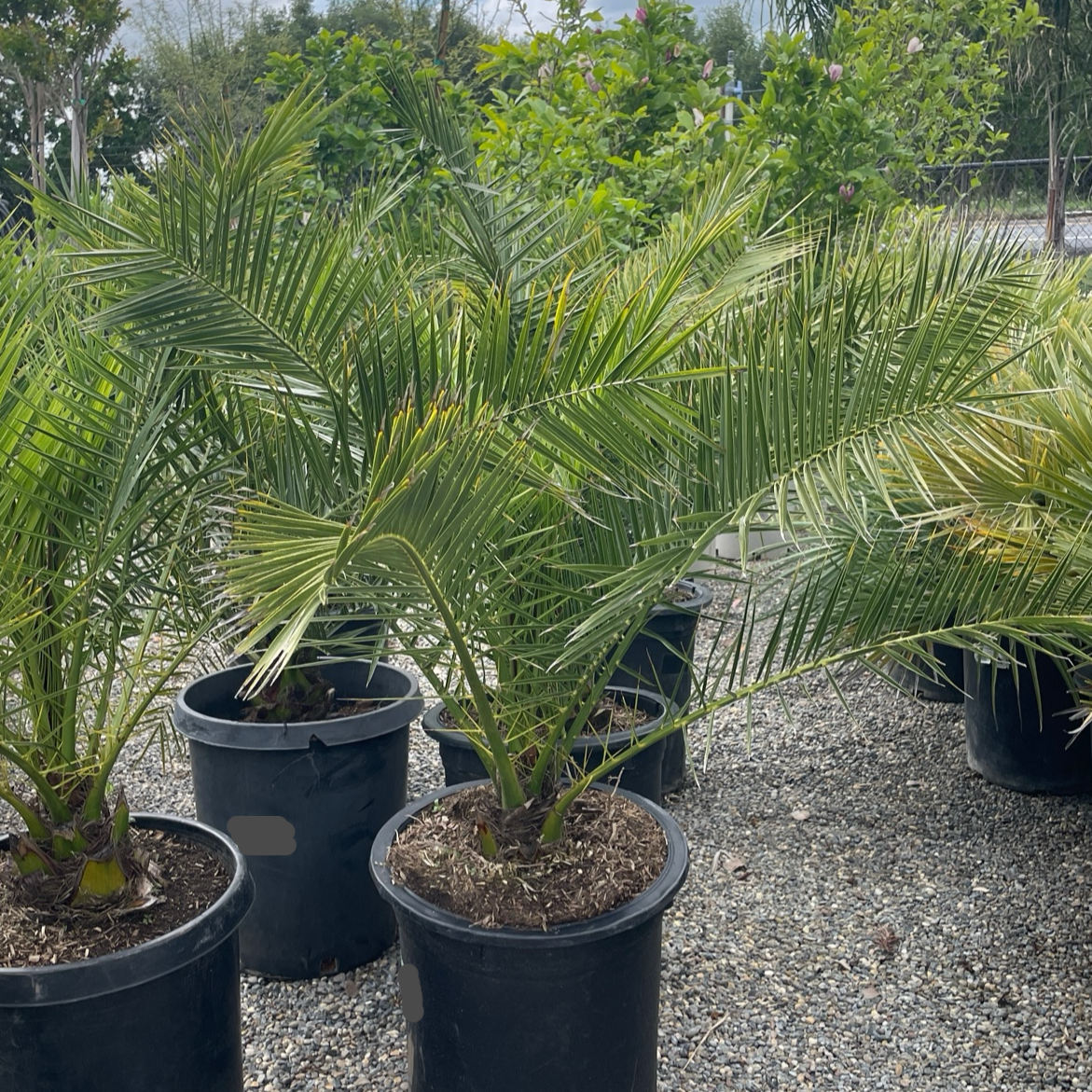 Canary Island Date Palm