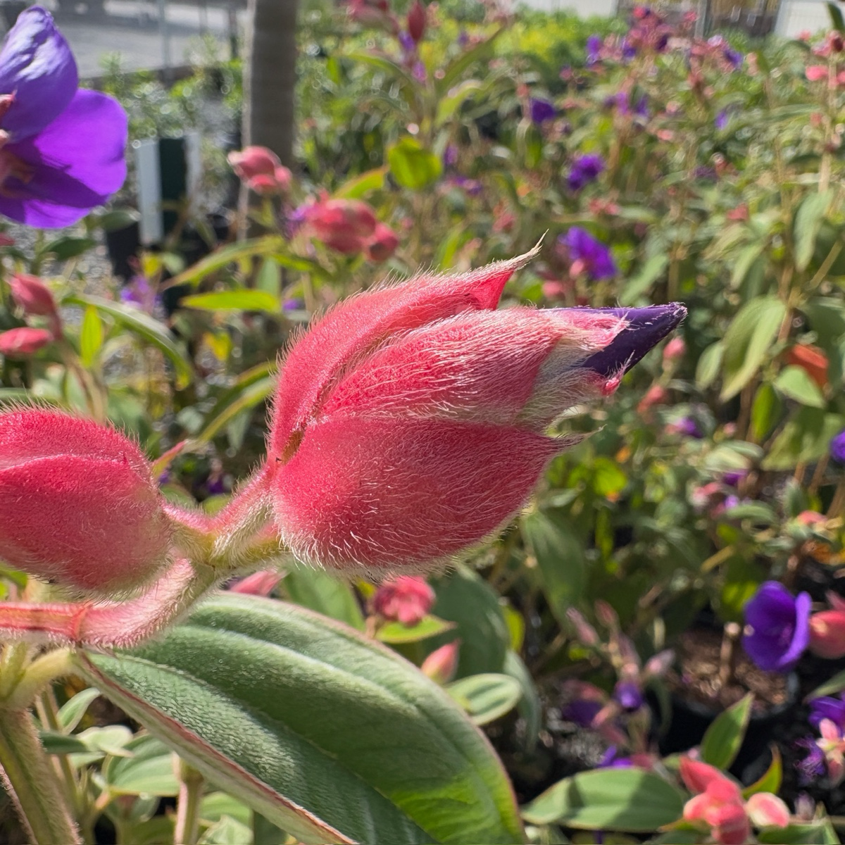 蒂杜花