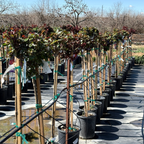 Ketchup & Mustard™ Rose