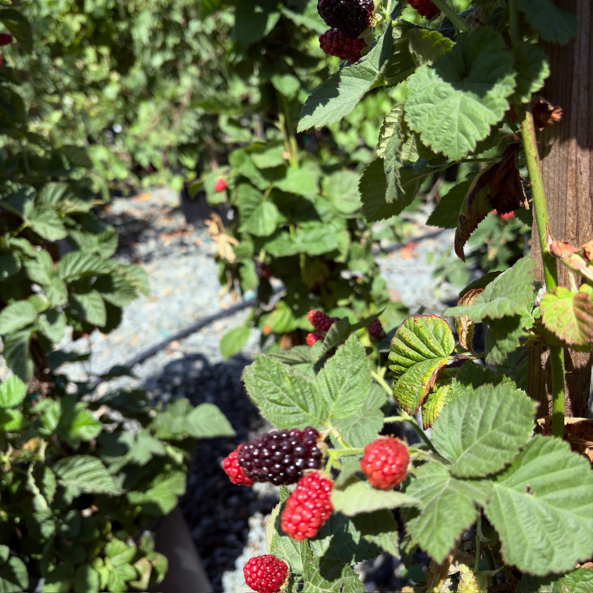 Blackberry
