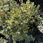 Common Myrtle
