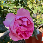 壮花月季-盛装出席