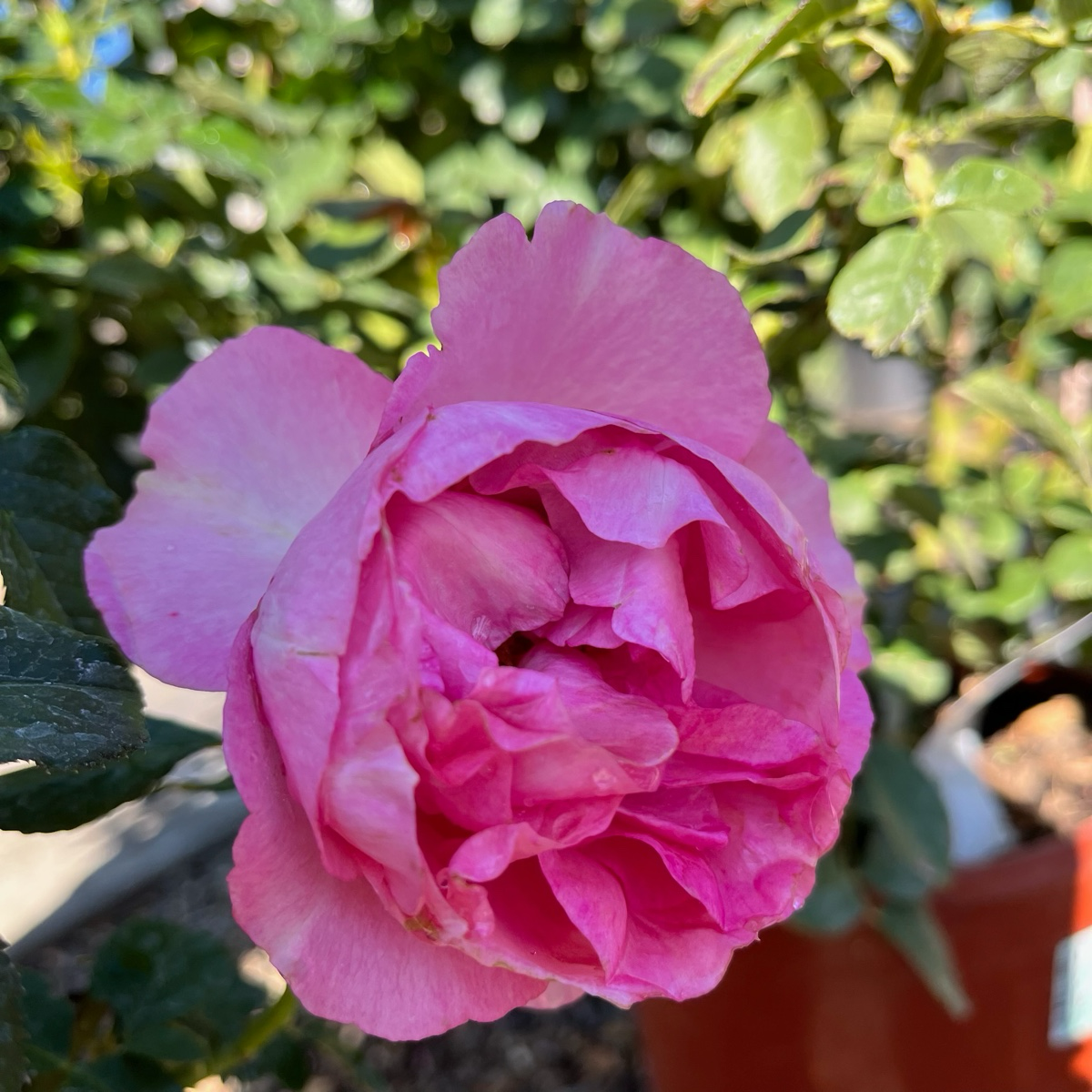 壮花月季-盛装出席