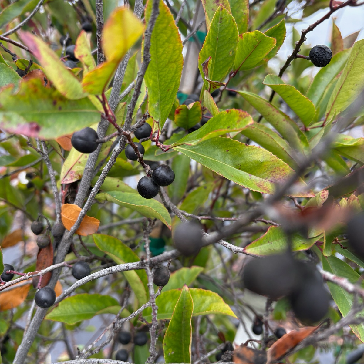 Carolina Cherry Laurel