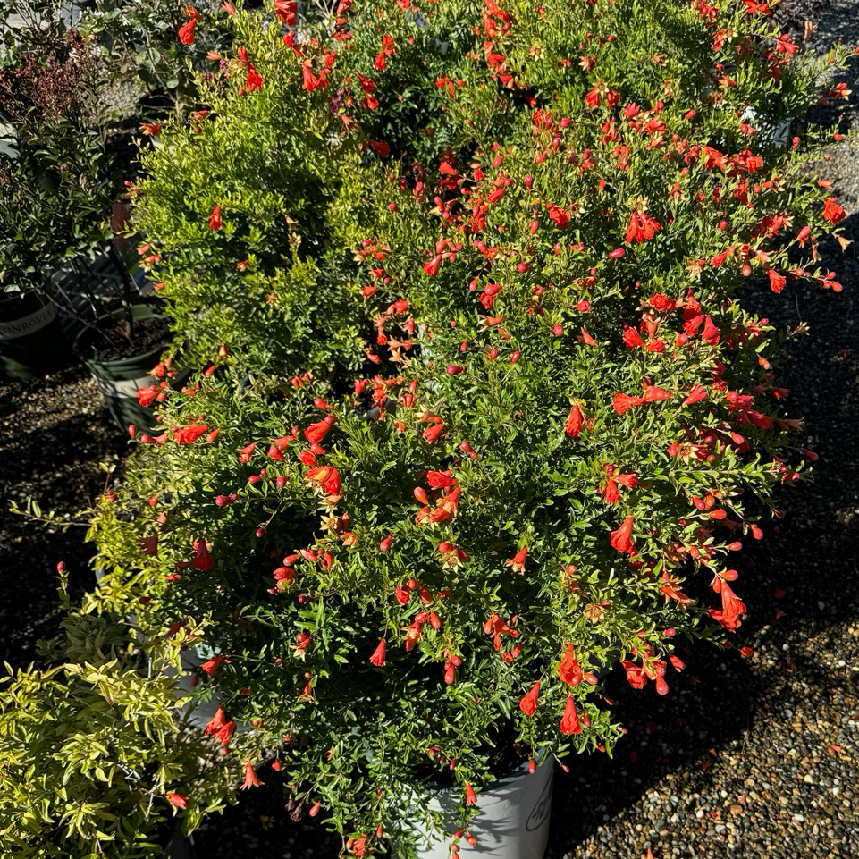 Nana Pomegranate